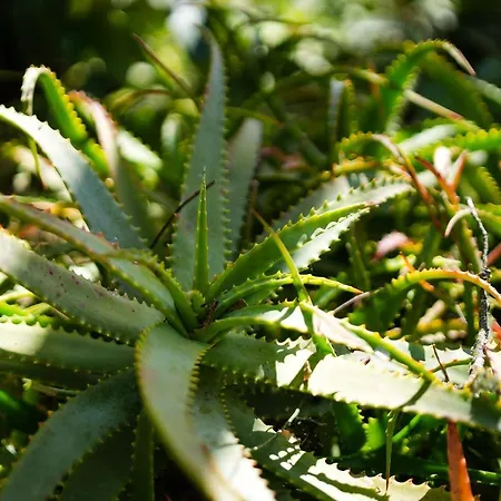 ヴィラ Casa Sonny *