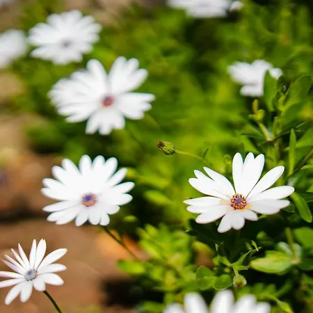 Casa Sonny ヴィラ カルヴォエイロ